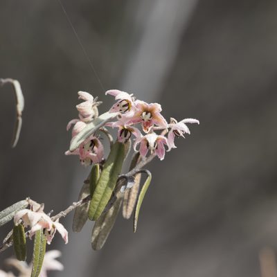 Lasiopetalum behrii, photographed by Kym Nicolson