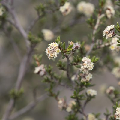 Spyridium eriocephalum, photographed by Kym Nicolson