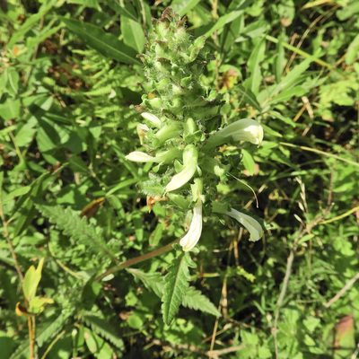 Pedicularis lanceolata, photographed by Summit Metro Parks