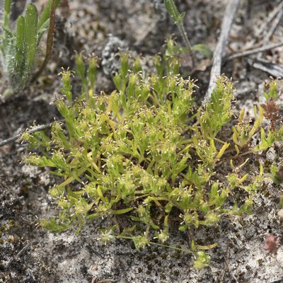 Millotia muelleri, photographed by Kym Nicolson