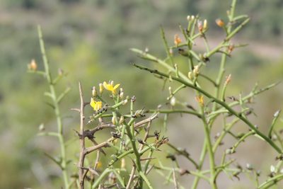 Genista fasselata, photographed by Vijay Barve