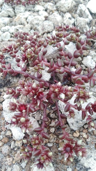 Sedum vinicolor, photographed by Arturo Castro Castro