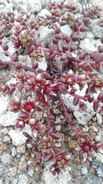 Sedum vinicolor, photographed by Arturo Castro Castro