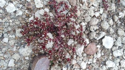 Sedum vinicolor, photographed by Arturo Castro Castro