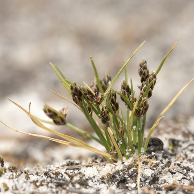 Isolepis marginata, photographed by Kym Nicolson
