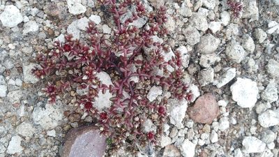 Sedum vinicolor, photographed by Arturo Castro Castro