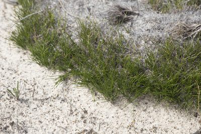 Schoenus breviculmis, photographed by Kym Nicolson