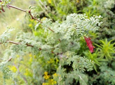 Mimosa texana, photographed by Francisco Martínez González