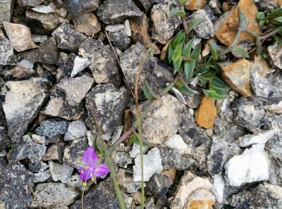 Callisia navicularis, photographed by Francisco Martínez González