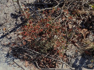 Eugenia punicifolia, photographed by Tsssss