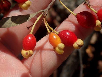Eugenia punicifolia, photographed by Tsssss
