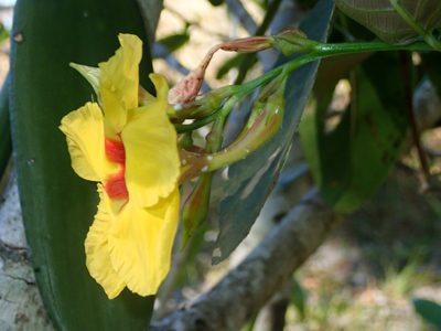 Mandevilla scabra, photographed by Tsssss