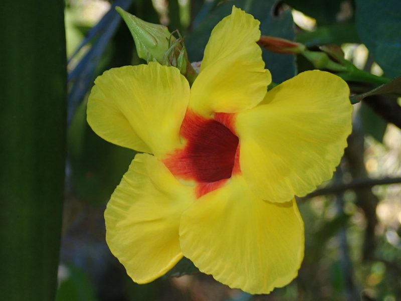 Mandevilla scabra, photographed by Tsssss