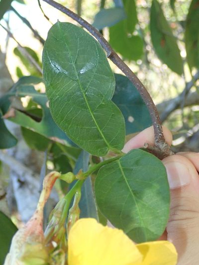Mandevilla scabra, photographed by Tsssss