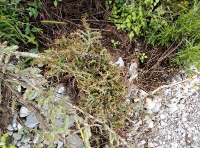 Cylindropuntia kleiniae, photographed by Francisco Martínez González