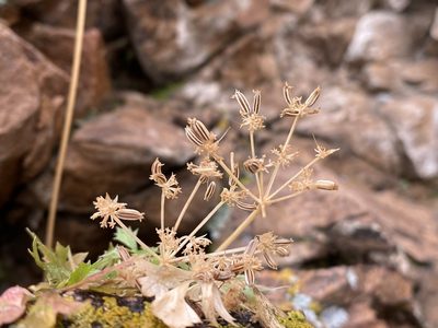 Cymopterus hallii, photographed by Matt Berger