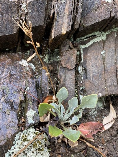 Physaria vitulifera, photographed by Matt Berger