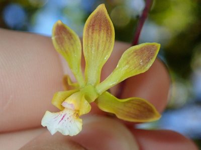 Encyclia gonzalezii, photographed by Tsssss