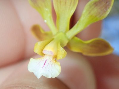 Encyclia gonzalezii, photographed by Tsssss