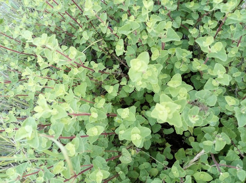 Brickellia veronicaefolia, photographed by Francisco Martínez González
