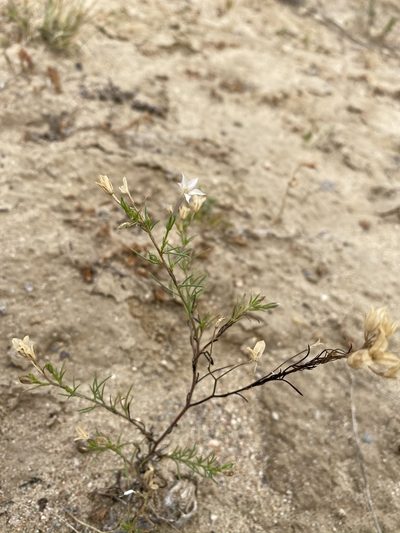 Ipomopsis laxiflora, photographed by Matt Berger