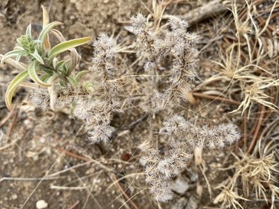 Cryptantha minima, photographed by Matt Berger