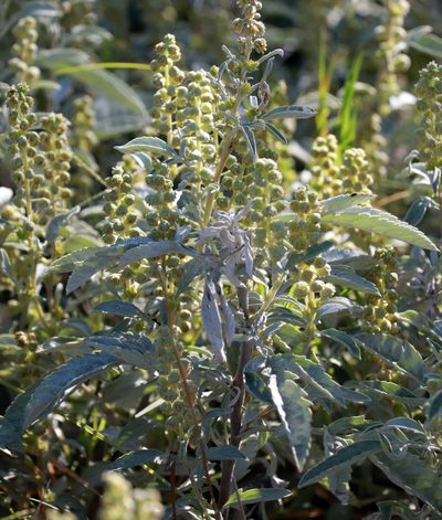 Ambrosia grayi, photographed by Catherine C. Galley