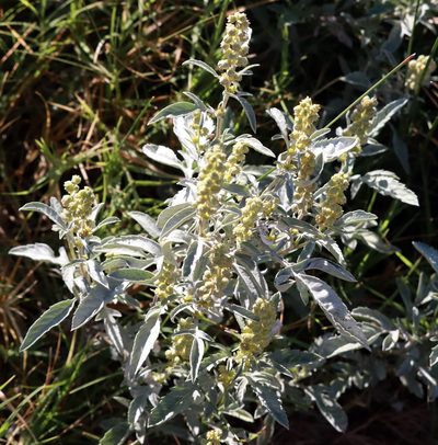 Ambrosia grayi, photographed by Catherine C. Galley