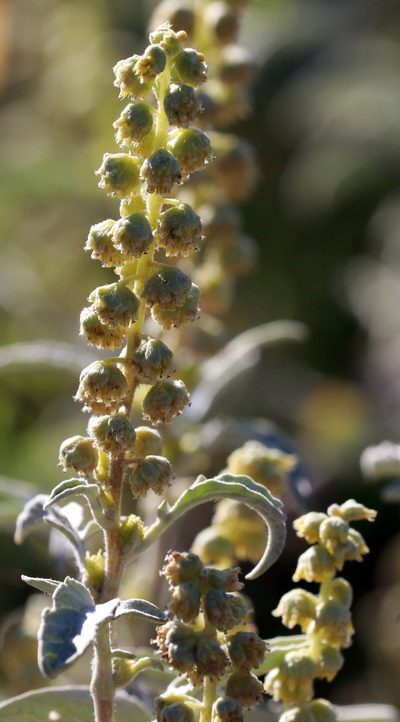 Ambrosia grayi, photographed by Catherine C. Galley