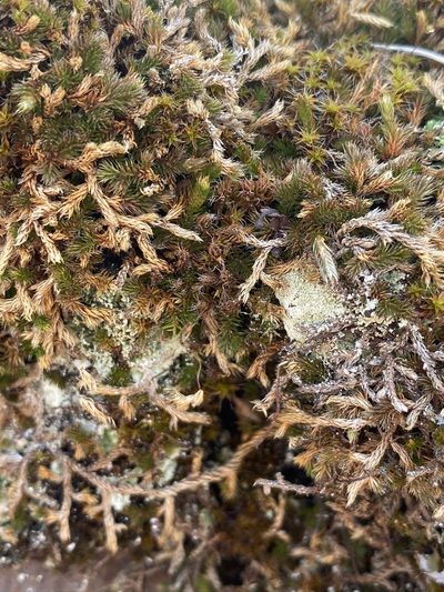 Selaginella underwoodii, photographed by Matt Berger