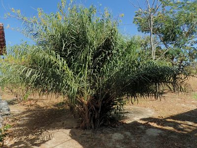 Syagrus flexuosa, photographed by Tsssss
