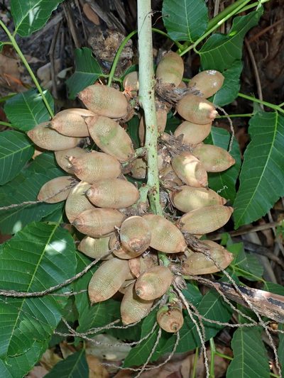 Syagrus flexuosa, photographed by Tsssss