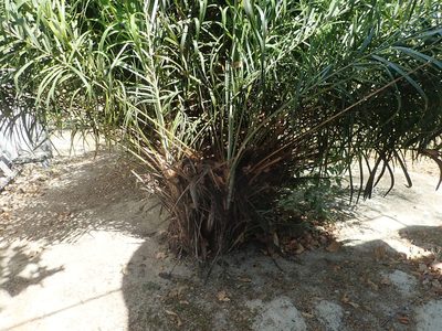 Syagrus flexuosa, photographed by Tsssss