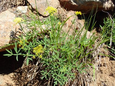 Lomatium brandegeei, photographed by John Brew
