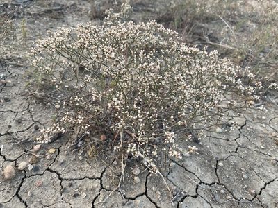 Eriogonum effusum, photographed by Matt Berger