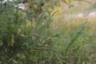 Agrostis gigantea, photographed by Quinten Wiegersma