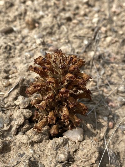 Orobanche ludoviciana, photographed by Matt Berger