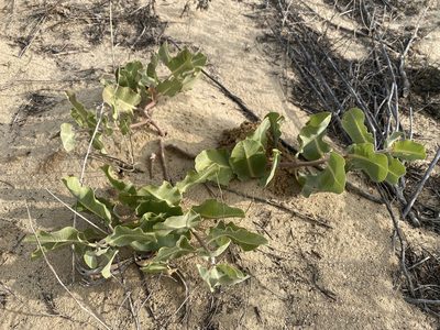 Asclepias arenaria, photographed by Matt Berger