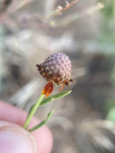 Ratibida tagetes, photographed by Matt Berger