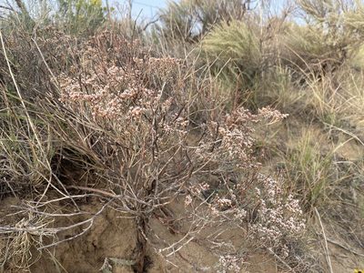 Eriogonum effusum, photographed by Matt Berger