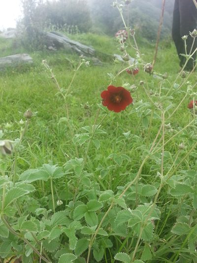Potentilla atrosanguinea, photographed by Chandu Bandi