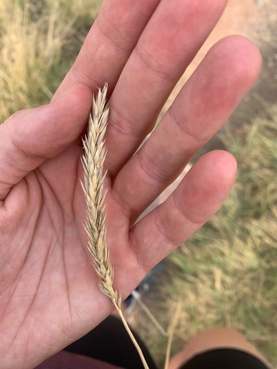 Psathyrostachys juncea, photographed by Ayla