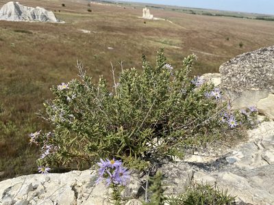 Symphyotrichum fendleri, photographed by Matt Berger