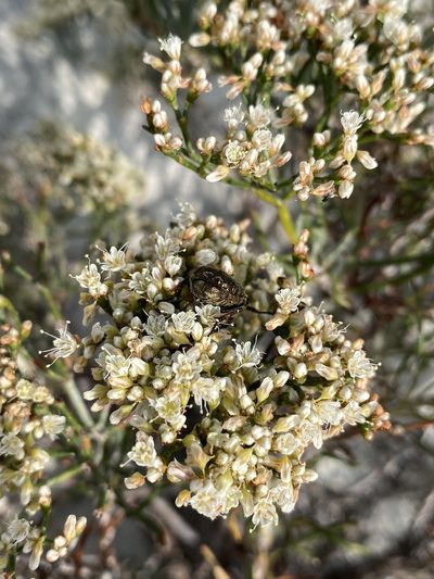 Eriogonum helichrysoides, photographed by Matt Berger
