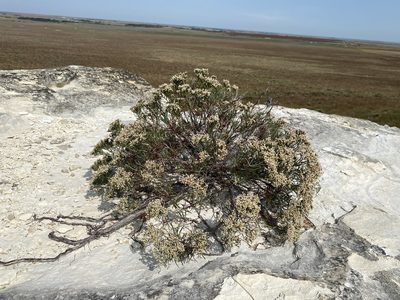 Eriogonum helichrysoides, photographed by Matt Berger