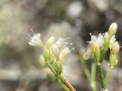 Eriogonum helichrysoides, photographed by Matt Berger