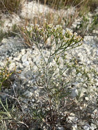 Eriogonum helichrysoides, photographed by Matt Berger