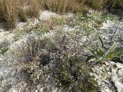Eriogonum helichrysoides, photographed by Matt Berger
