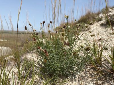 Dalea multiflora, photographed by Matt Berger
