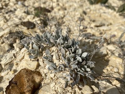 Physaria ovalifolia, photographed by Matt Berger